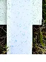 Swath Gobbler Single Pass on Paper.webp